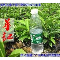 出售五味子苗，海南葡桃苗，幌傘楓苗，藍花楹苗