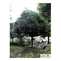 成都低價(jià)苗木四季桂樹(shù)高200-220cm