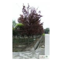 供應(yīng)成都苗木紅葉李地徑：3-4公分