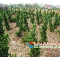 供應龍柏，龍柏苗，龍柏球,高桿龍柏，直升龍柏，嫁接龍柏