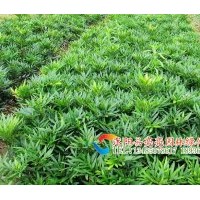 供應(yīng)細葉十大功勞，小葉十大功勞，狹葉十大功勞