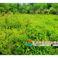 供應(yīng)紅王子錦帶，四季錦帶，金葉錦帶，花葉錦帶，紫葉錦帶