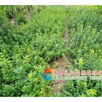 供應(yīng)連翹，衛(wèi)矛，膠東衛(wèi)矛，紅瑞木