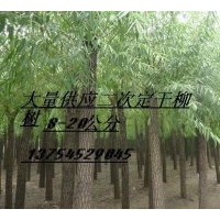 供（二次定干）國(guó)槐、法桐、速生柳、垂柳、黃柳等苗木