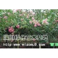 供應(yīng)百日紅（價(jià)格表）