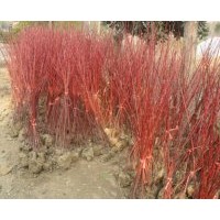 出售河南紅瑞木，紅瑞木價(jià)格