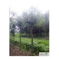 供應(yīng)成都重陽木、三葉樹等綠化苗木