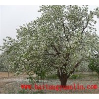 常年供應大中小規(guī)格八棱海棠樹