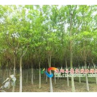 供應國槐， 金枝國槐，刺槐，黑松