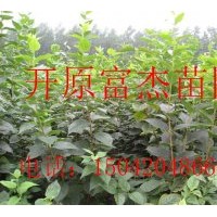 榆葉梅-藍葉忍冬-冷香玫瑰-紅花忍冬-東北連翹