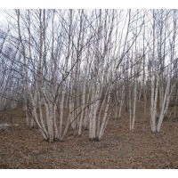 供應各種規(guī)格白樺樹，蒙古櫟，五角楓，云杉，山丁子