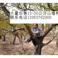 出售山楂樹
