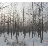 供應(yīng)銀杏樹(shù) 常年低價(jià)供應(yīng)5--60公分銀杏實(shí)生苗、嫁接苗