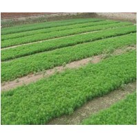 本人長(zhǎng)期出售 樟子松、油松、側(cè)柏 、 水臘、五角楓、 紅花王子、