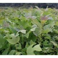 供無患子 馬褂木 杜英 紫薇 木荷 濕地松 馬尾松苗