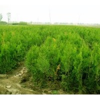 大量供應(yīng)營(yíng)養(yǎng)杯側(cè)柏