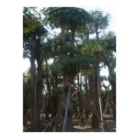 苗木：幌傘楓、藍(lán)花楹、宮粉紫荊、仁面、美麗異木棉
