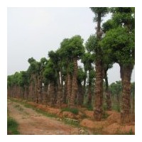 供各種規(guī)格香樟價格實惠和小型綠化工程