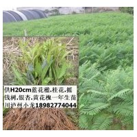 供百萬(wàn)苗藍(lán)花楹.天竺桂.羊蹄甲.木棉.搖錢(qián)樹(shù).紫薇.天竺桂.桂花