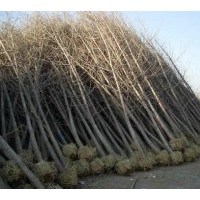 供應(yīng)5--50公分的銀杏實(shí)生苗，嫁接苗