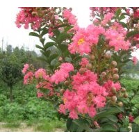 供應(yīng)綠化苗木紫薇 桂花，大葉女貞，法國(guó)冬青，香櫞，香樟，合歡