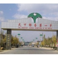 11年下半年辰楓銀杏樹報(bào)價(jià)
