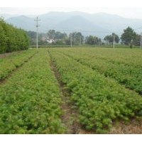 本人大量供應當年;濕地松、馬尾松、紅豆杉、杉苗、楓香、木荷。