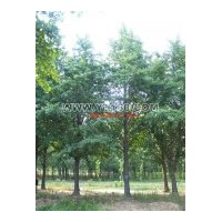 大量出售優(yōu)質(zhì)銀杏小苗，新品種，生長快