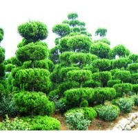 常年供應(yīng)蜀檜，紫薇，大葉女貞