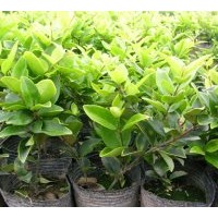 供應(yīng)喬木，花灌木，綠籬苗木，花卉，花木，綠化苗木