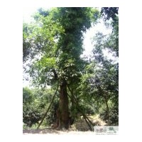 供應(yīng)成都黃葛樹(shù) 成都大葉榕苗木