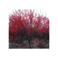 出售：紅葉碧桃 法桐、國槐、白蠟、欒樹、金枝槐、金葉槐、金葉