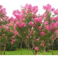 紫薇樹 江蘇紫薇產(chǎn)地價(jià)格