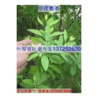 出售檀香苗，沉香苗，紅豆杉苗，海南黃花梨苗，紫檀苗