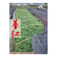 出售沉香苗，白木香苗，莞香苗，女兒香苗，土沉香苗