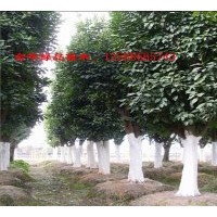 出售香泡