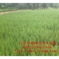 供應(yīng)蜀檜工程苗，蜀檜價(jià)格，塔柏價(jià)格