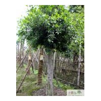 成都小葉榕工程苗木供應(yīng)