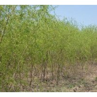 供應(yīng)3公分旱柳 3公分漳河柳 3公分速生柳