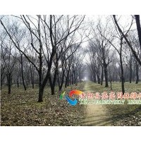 低價(jià)直銷紅豆杉，板栗，棗樹，楸樹，皂角，桃樹，山楂樹等喬木
