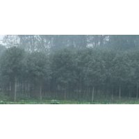成都雄黃桂苗木批發(fā)