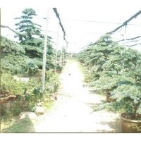 供應造型五針松
