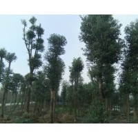 供應(yīng)成都香樟苗木批發(fā)