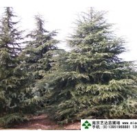 銷售雪松、廣玉蘭、紅葉石楠