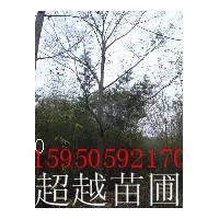 提供樸樹基地 南京樸樹最新價格