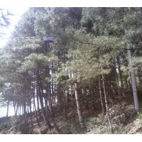 出售白皮松，欒樹
