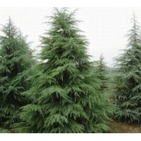 產(chǎn)地雪松價格最新信息