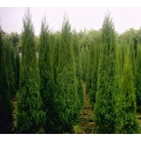 出售雪松、羅漢松、白皮松、五針?biāo)伞?cè)柏、塔柏、檜柏