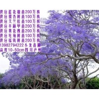 供苗20cm以上高度藍(lán)花楹苗200萬(wàn)株.皂角苗50萬(wàn)株. 黃花槐苗200萬(wàn)