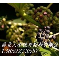 零售八角金盤種子,含笑種子,桂花種子,雪松種子,藍花楹種子等